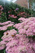 Tuin Noordbroek