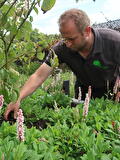 Beplanting